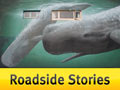Roadside Stories: Marine life at Kaikōura