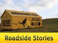 Roadside Stories: The wallabies of Waimate