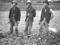 Chinese market gardeners, early 1900s