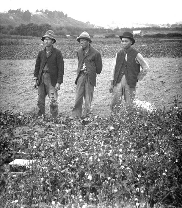 Chinese market gardeners, early 1900s
