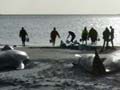 Stranded pilot whales