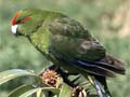 Kermadec parakeets, Macauley Island