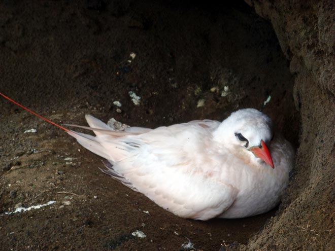 Red-tailed tropic bird