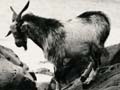 Goats and a dog on Raoul Island, 1908