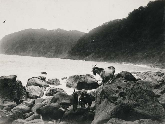 Goats and a dog on Raoul Island, 1908