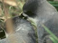 Petrels on Macauley Island