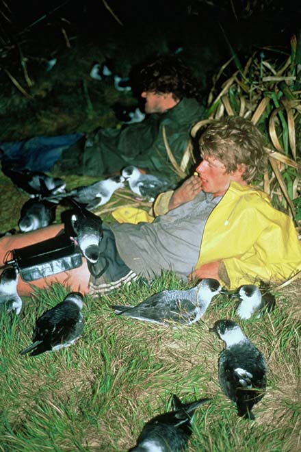 White-naped petrels, Macauley Island