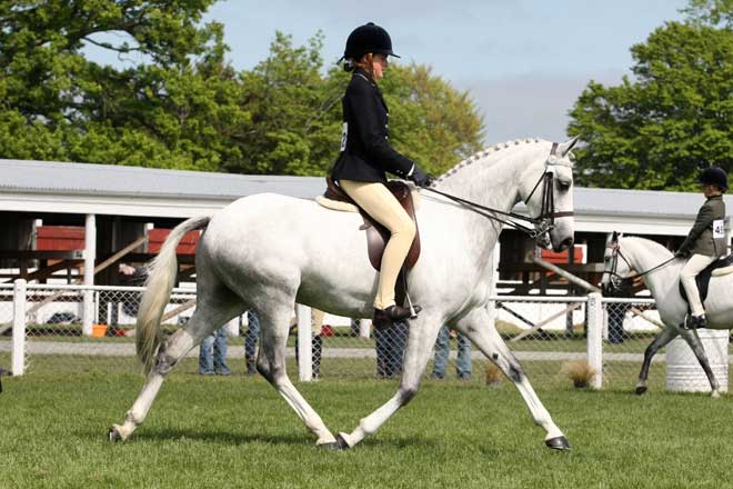 Equestrian activities: A & P show pony event