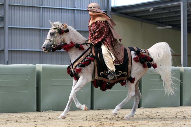 Equestrian activities: horse breed society competition