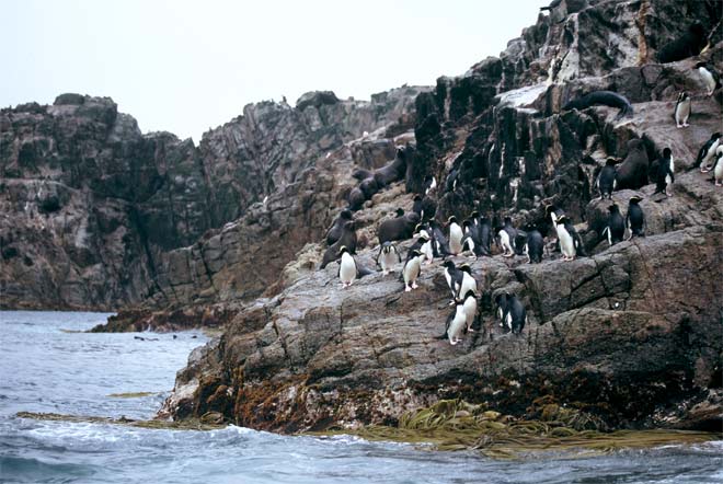 Seals and penguins, Bounty Islands