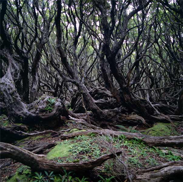 Rātā forest, Auckland Island