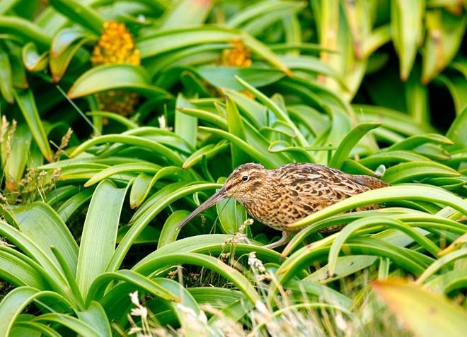 Auckland Island snipe