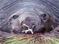 Female elephant seal and pup, Campbell Island