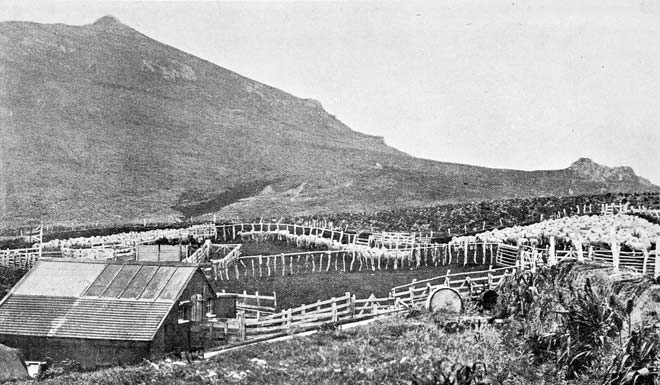 Woolshed and sheep yards, Campbell Island, 1907