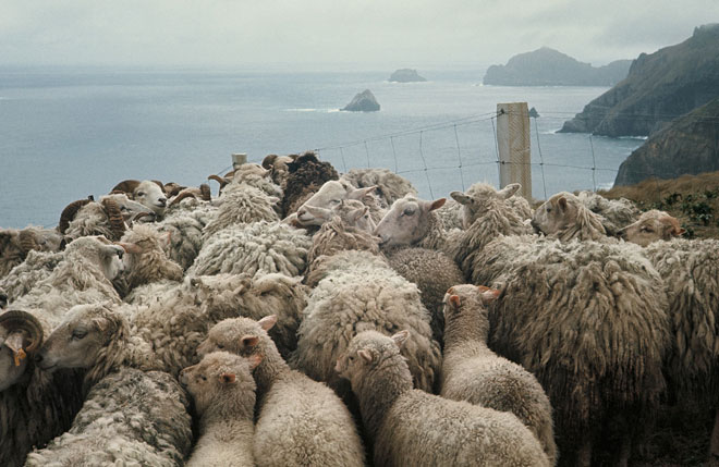 Campbell Island sheep, 1976