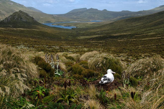 Albatross, Campbell Island