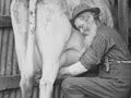 Milking the house cow, early 1900s