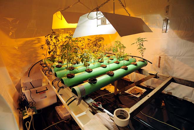 Hydroponic growing system