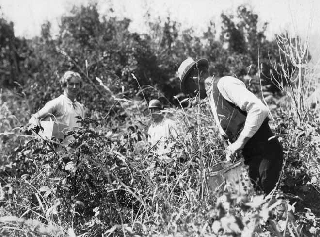 Blackberrying, 1930
