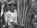 Cutting flax, 1919