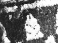 Maggie Papakura wearing kahu huruhuru, around 1909