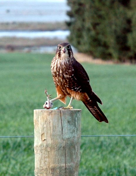 Falcon with prey