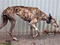 An ex-racing greyhound