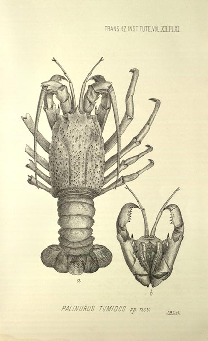 Packhorse crayfish