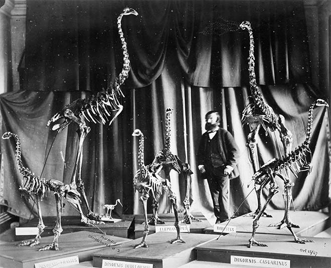 Julius Haast with moa skeletons, 1867