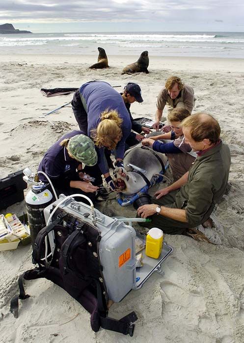 Monitoring sea lions, 2008