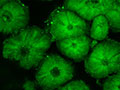 DNA from moa eggshell