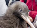 Releasing a North Island brown kiwi