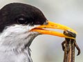 Black-fronted tern with a skink