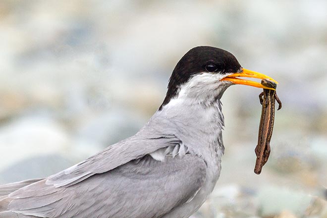 Black-fronted tern with a skink