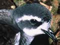 A tiny storm petrel 