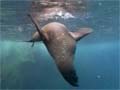 Fur seal under water