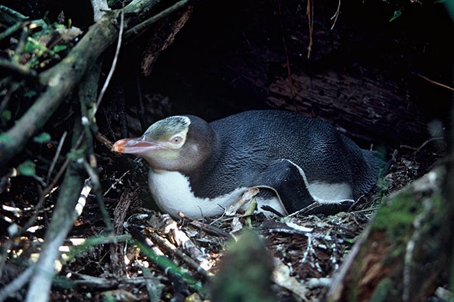 Yellow-eyed penguin nesting