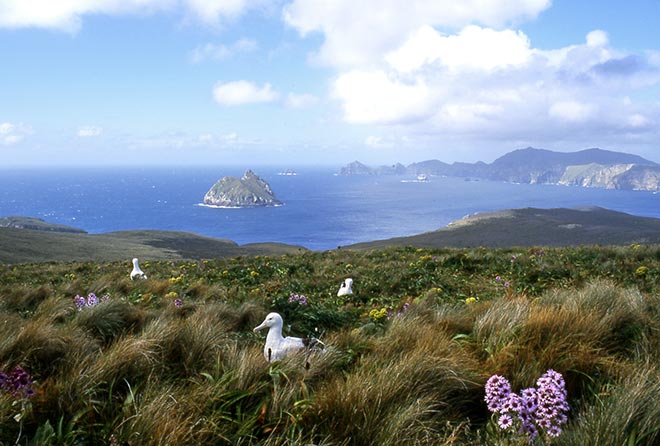 Southern royal albatross colony 