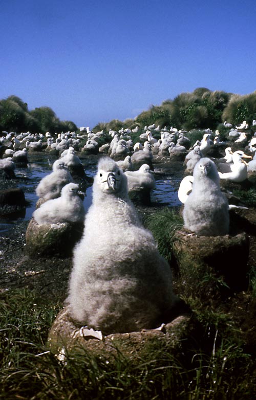 Nesting Campbell albatross chicks