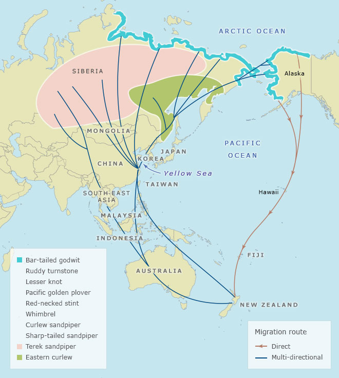 The East Asian–Australasian Flyway