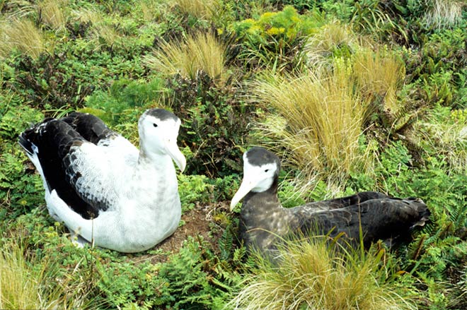 Antipodean wandering albatross pair
