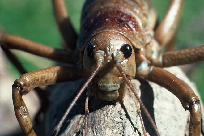 A giant wētā showing its ears