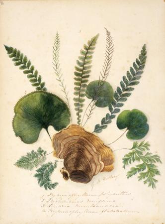 Watercolour painting of ferns and fungus