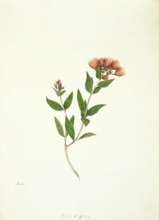 Watercolour painting of a sprig of rata bush with red blossoms against a white background