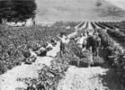 Tom McDonald (centre) in his vineyard, Taradale, Hawke's Bay