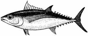 Long-finned albacore, Thunnus alalunga
