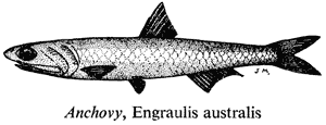 Anchovy, Engraulis australis