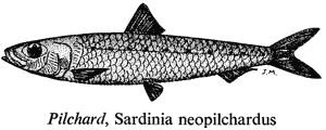 Pilchard, Sardinia neopilchardus