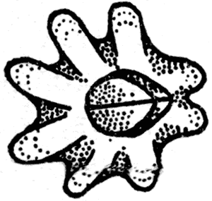Small barnacle, Elminius modestus