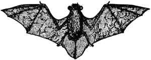 Long-tailed bat, Chalinolobus tuberculatus